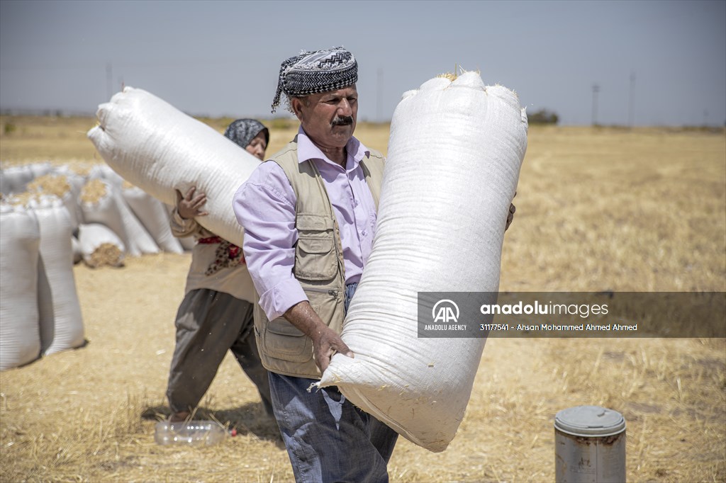 Grain harvest in Iraq's Erbil