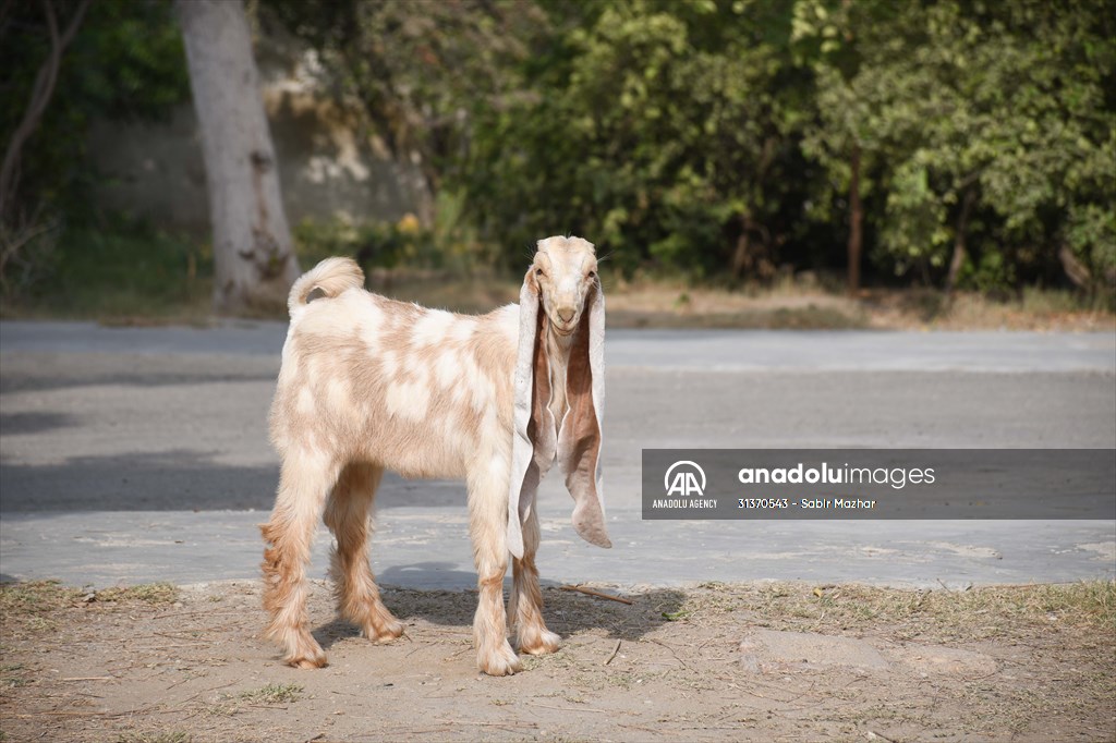 2-month-old baby goat 'Simbi' in Pakistan