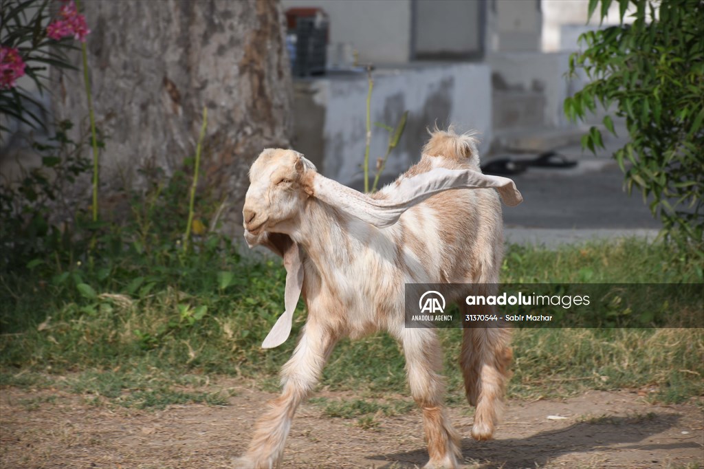 2-month-old baby goat 'Simbi' in Pakistan