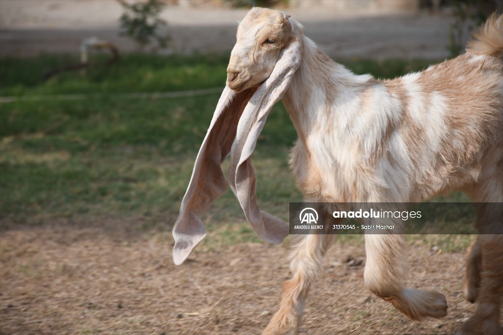 2-month-old baby goat 'Simbi' in Pakistan