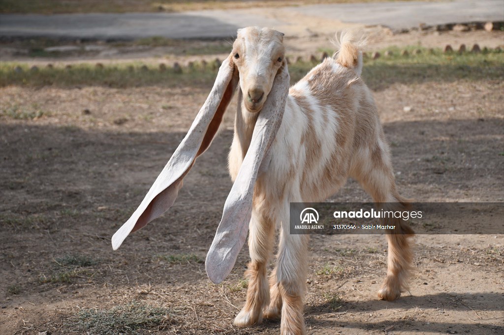 2-month-old baby goat 'Simbi' in Pakistan