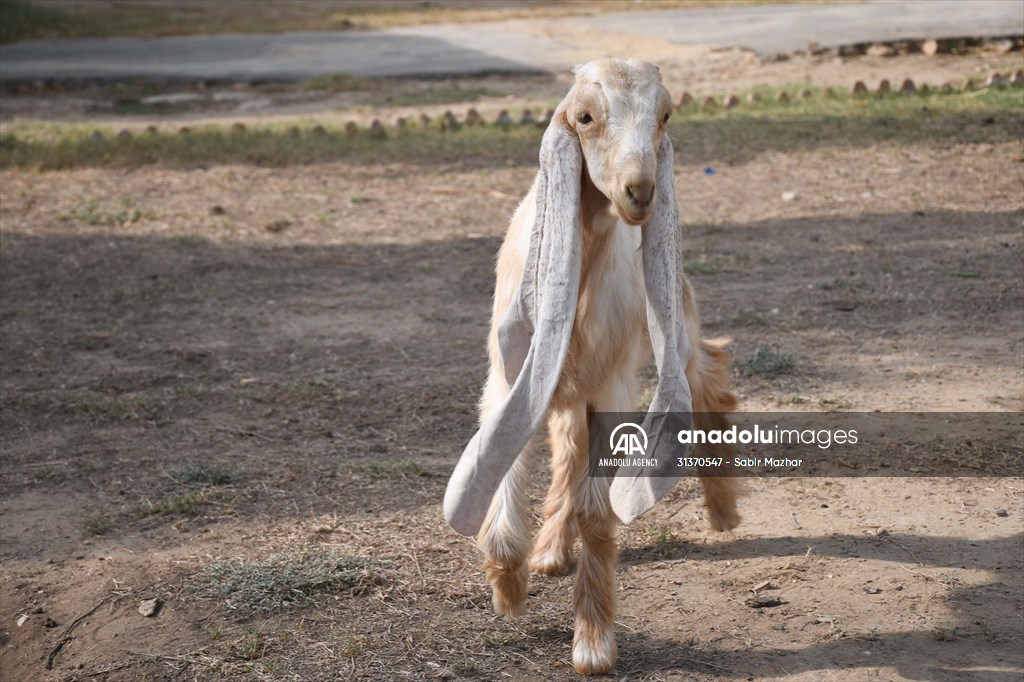 2-month-old baby goat 'Simbi' in Pakistan