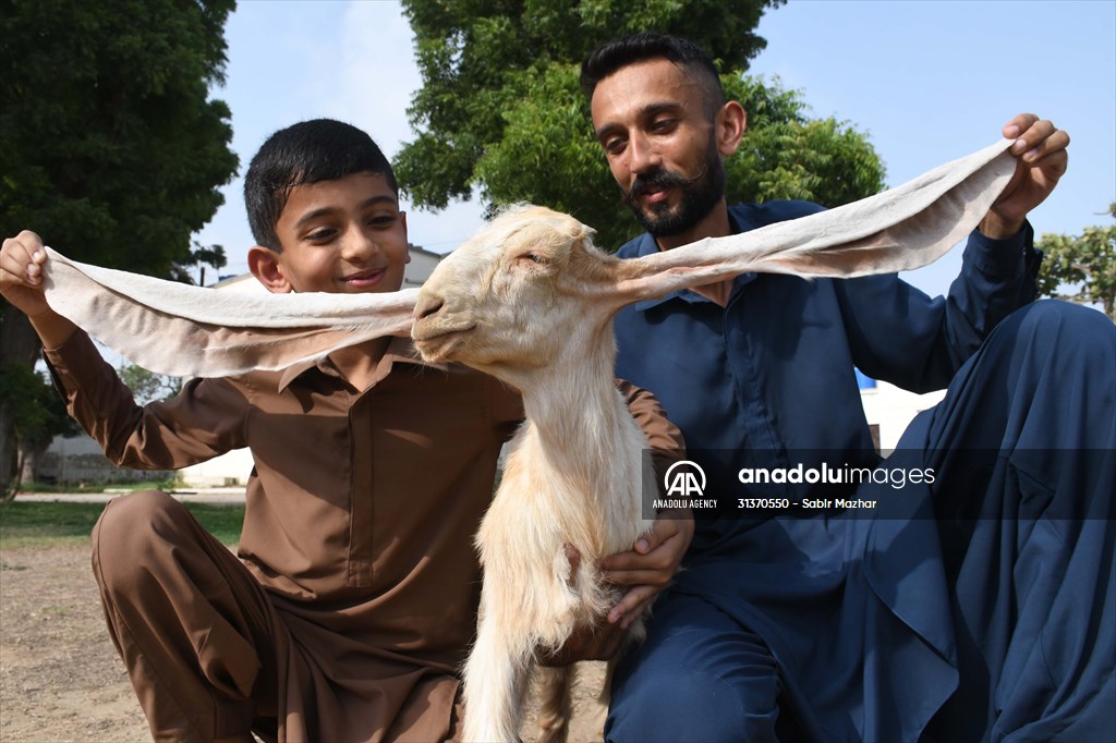 2-month-old baby goat 'Simbi' in Pakistan