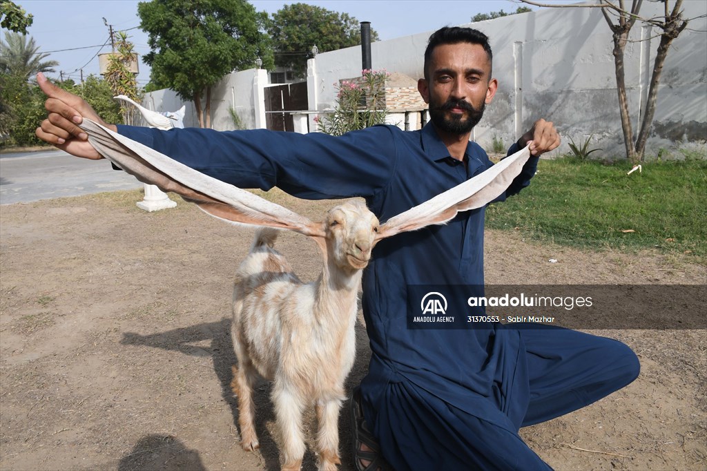 2-month-old baby goat 'Simbi' in Pakistan