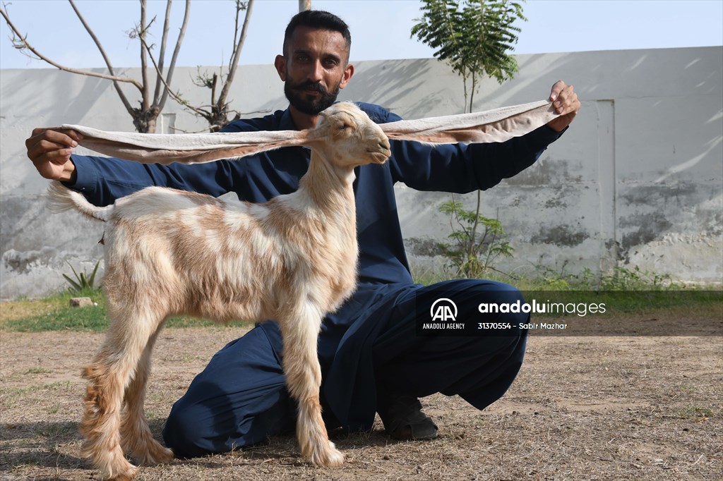 2-month-old baby goat 'Simbi' in Pakistan