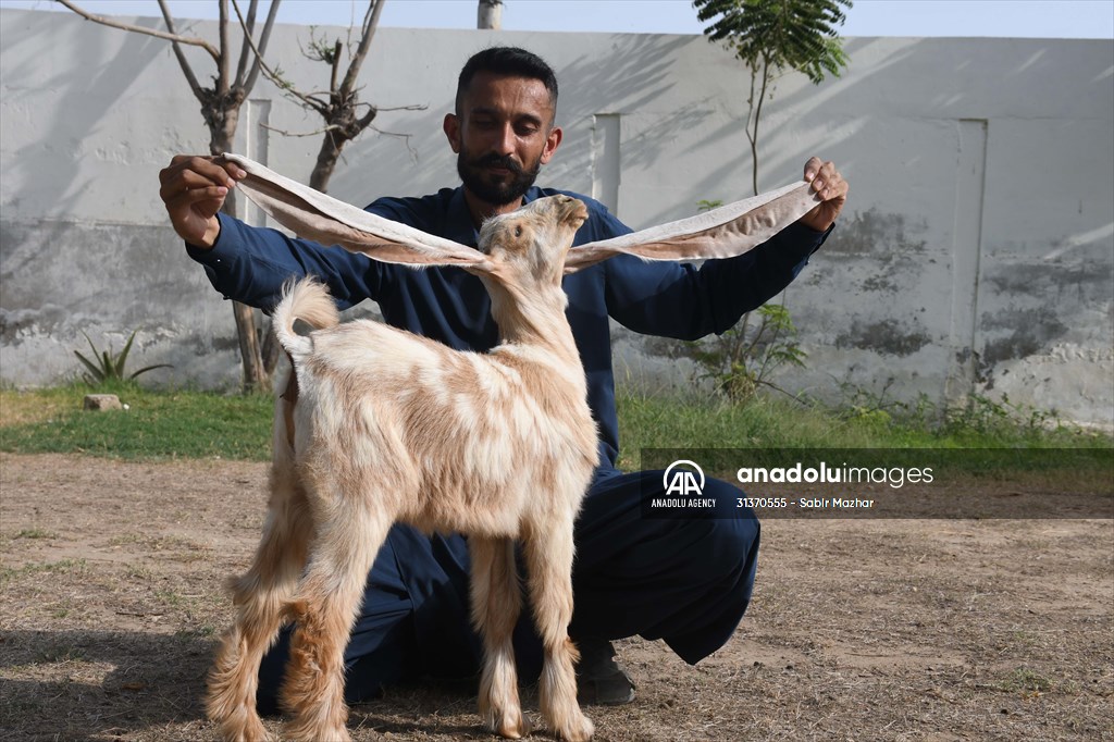 2-month-old baby goat 'Simbi' in Pakistan