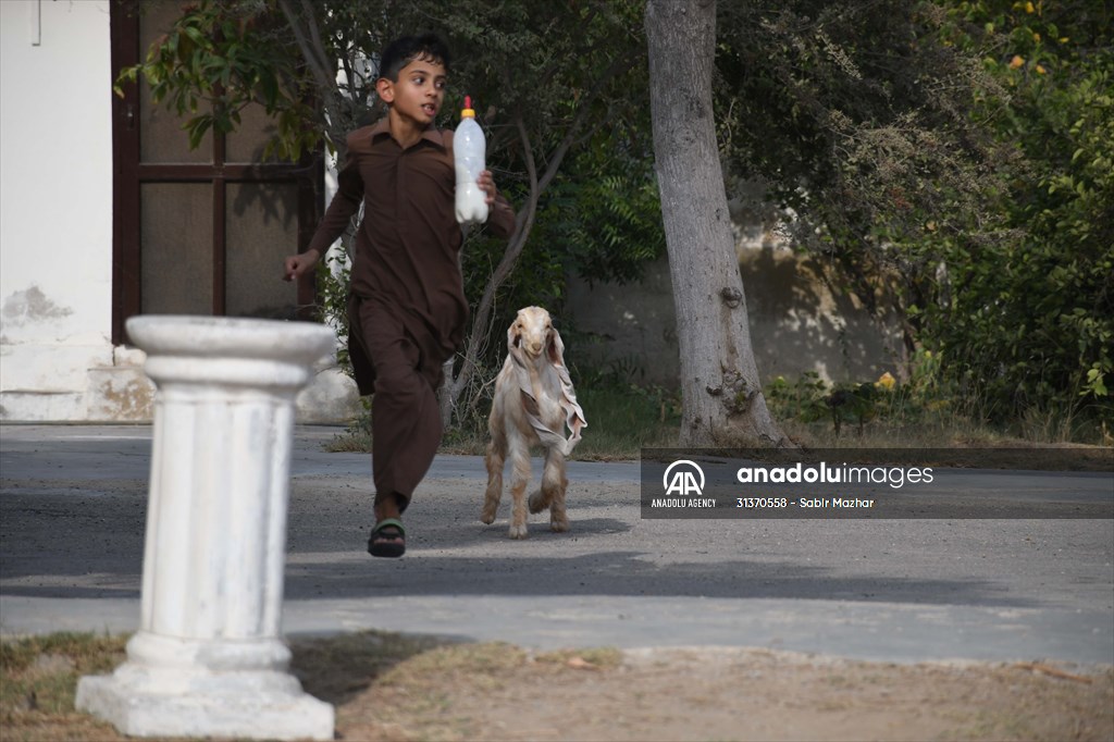 2-month-old baby goat 'Simbi' in Pakistan