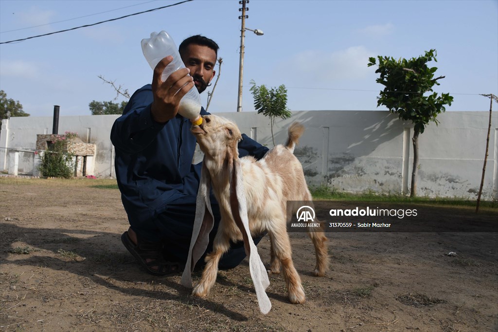 2-month-old baby goat 'Simbi' in Pakistan