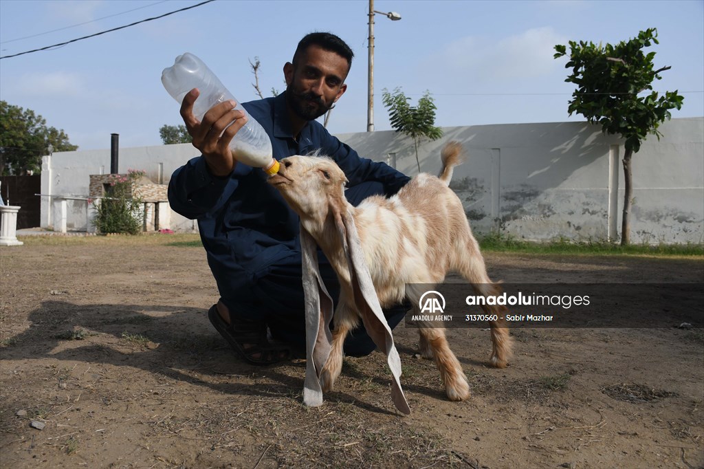 2-month-old baby goat 'Simbi' in Pakistan