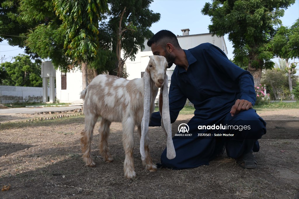 2-month-old baby goat 'Simbi' in Pakistan