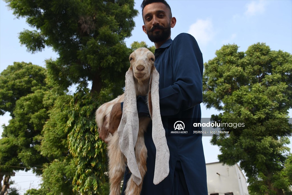 2-month-old baby goat 'Simbi' in Pakistan