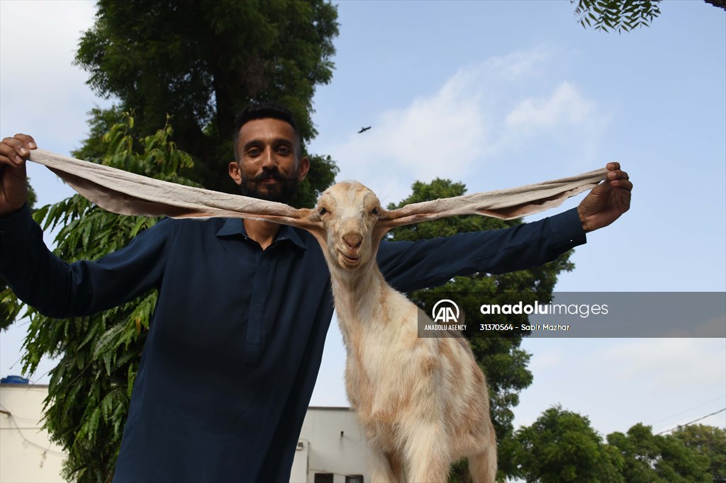 2-month-old baby goat 'Simbi' in Pakistan