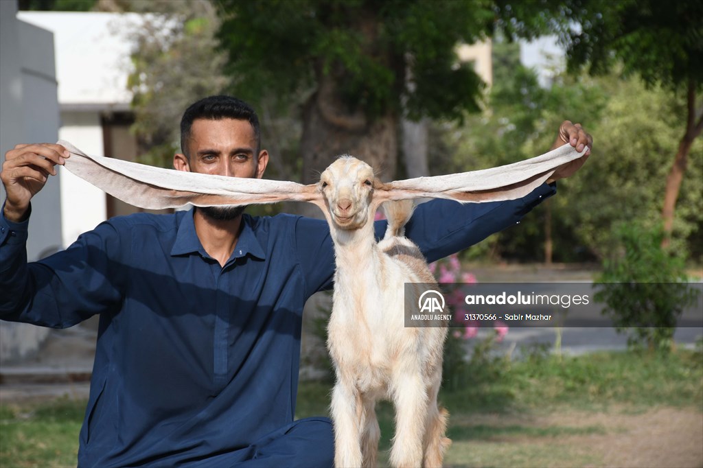 2-month-old baby goat 'Simbi' in Pakistan