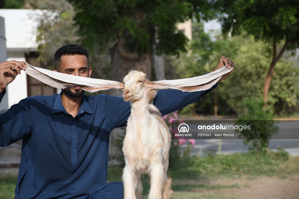 2-month-old baby goat 'Simbi' in Pakistan