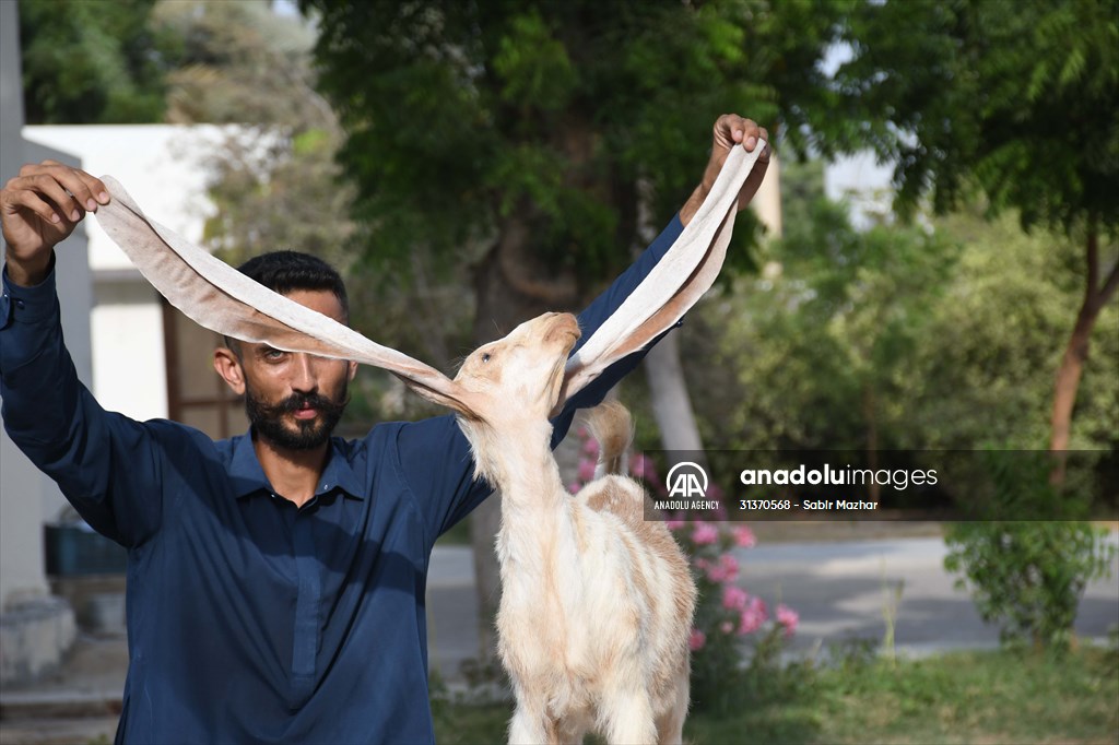 2-month-old baby goat 'Simbi' in Pakistan