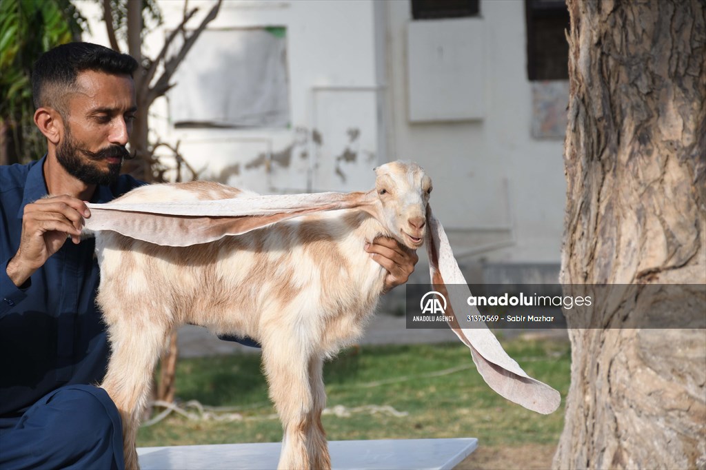 2-month-old baby goat 'Simbi' in Pakistan