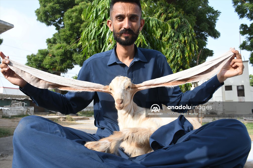 2-month-old baby goat 'Simbi' in Pakistan