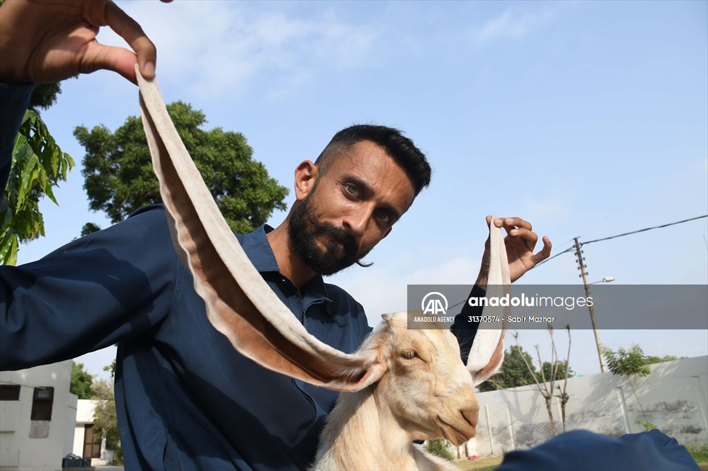 2-month-old baby goat 'Simbi' in Pakistan