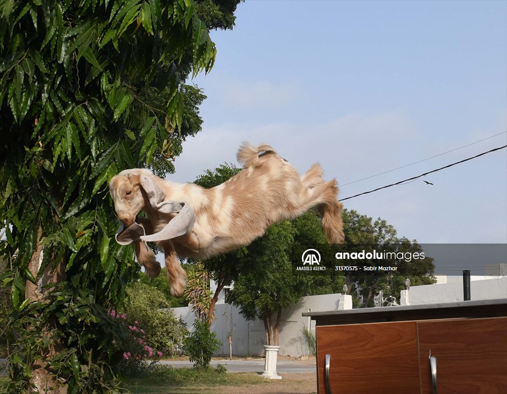 2-month-old baby goat 'Simbi' in Pakistan