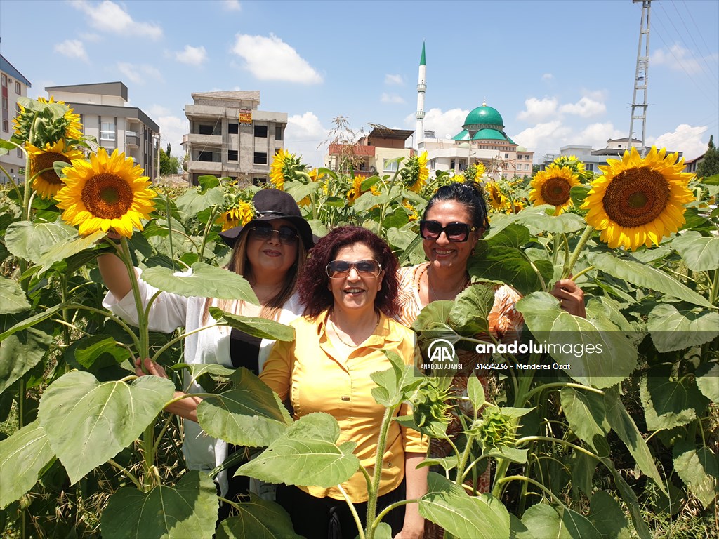 Osmaniye'de ayçiçeği tarlasında doğum günü kutlaması