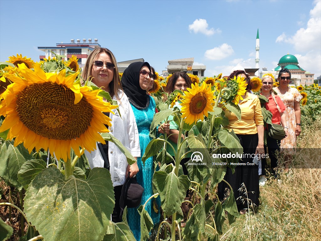 Osmaniye'de ayçiçeği tarlasında doğum günü kutlaması