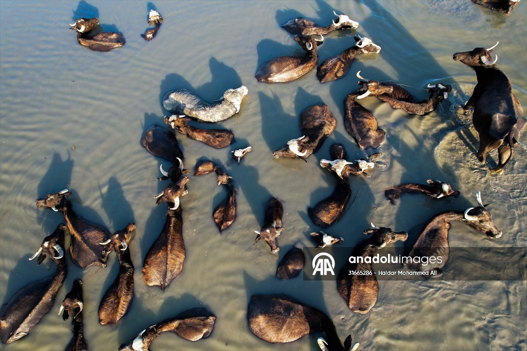 Mesopotamian Marshes under the threat of drought