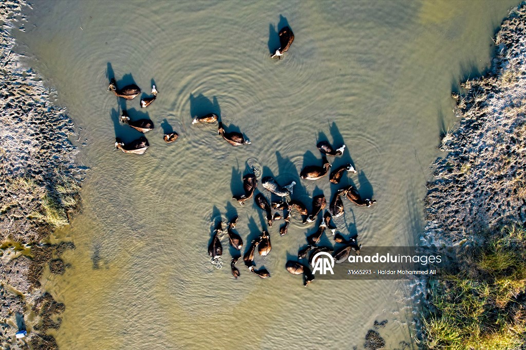 Mesopotamian Marshes under the threat of drought