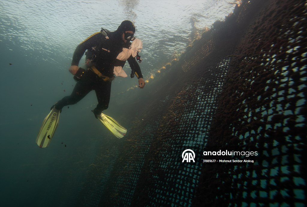 Tuna farming at the Aegean Sea | Anadolu Images