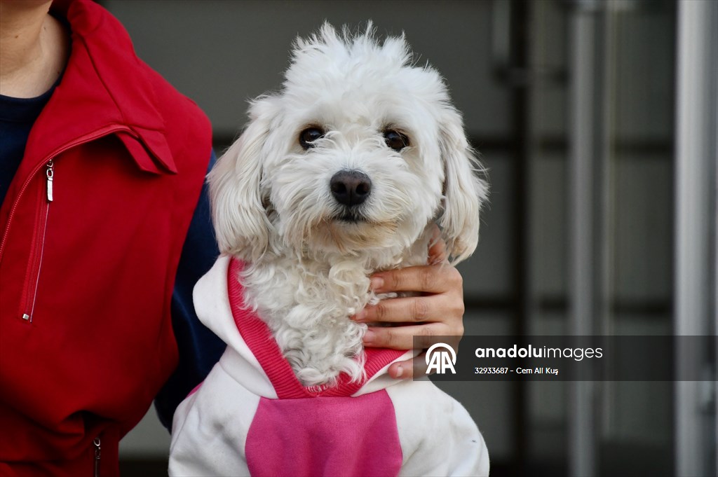 İki aylıkken sahiplenilen köpek 'Mila' gençlik merkezinde 7. yaşına girdi