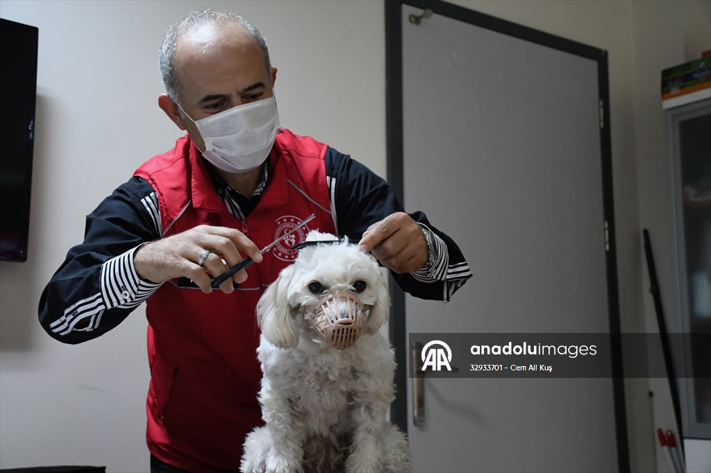 İki aylıkken sahiplenilen köpek 'Mila' gençlik merkezinde 7. yaşına girdi