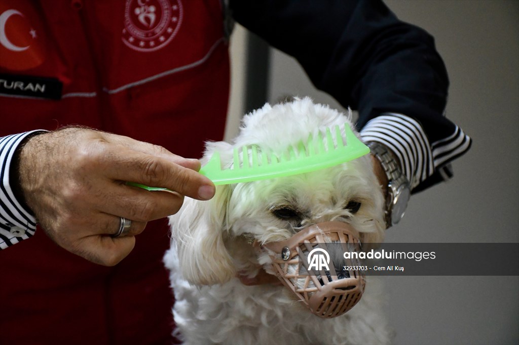 İki aylıkken sahiplenilen köpek 'Mila' gençlik merkezinde 7. yaşına girdi