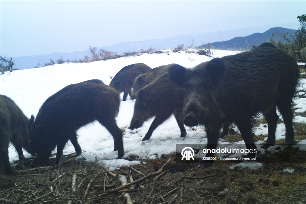 Kastamonu'da yaban hayatı akademisyenlerce mercek altına alındı