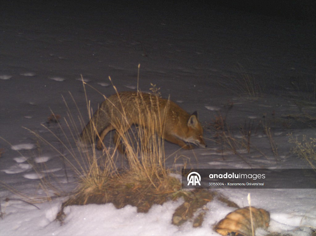 Kastamonu'da yaban hayatı akademisyenlerce mercek altına alındı