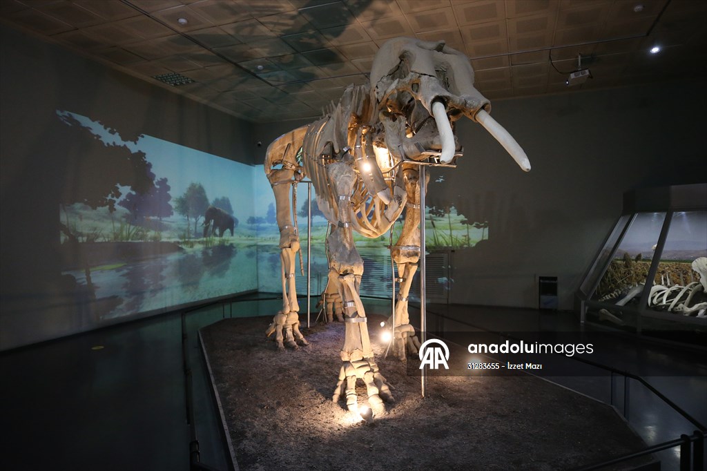 Işık, ses ve görüntü efektleriyle ziyaretçilerin ilgi odağı olan 3 bin 500 yıllık antik fil iskeleti