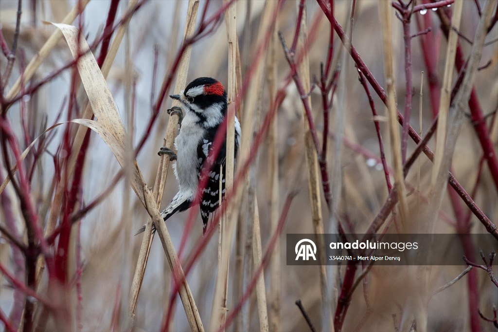 Tommy Thompson Park in Toronto