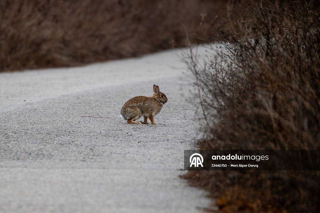 Tommy Thompson Park in Toronto