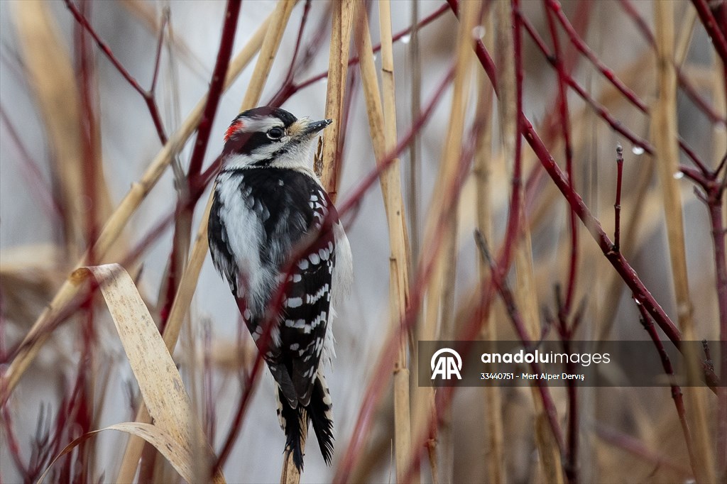 Tommy Thompson Park in Toronto