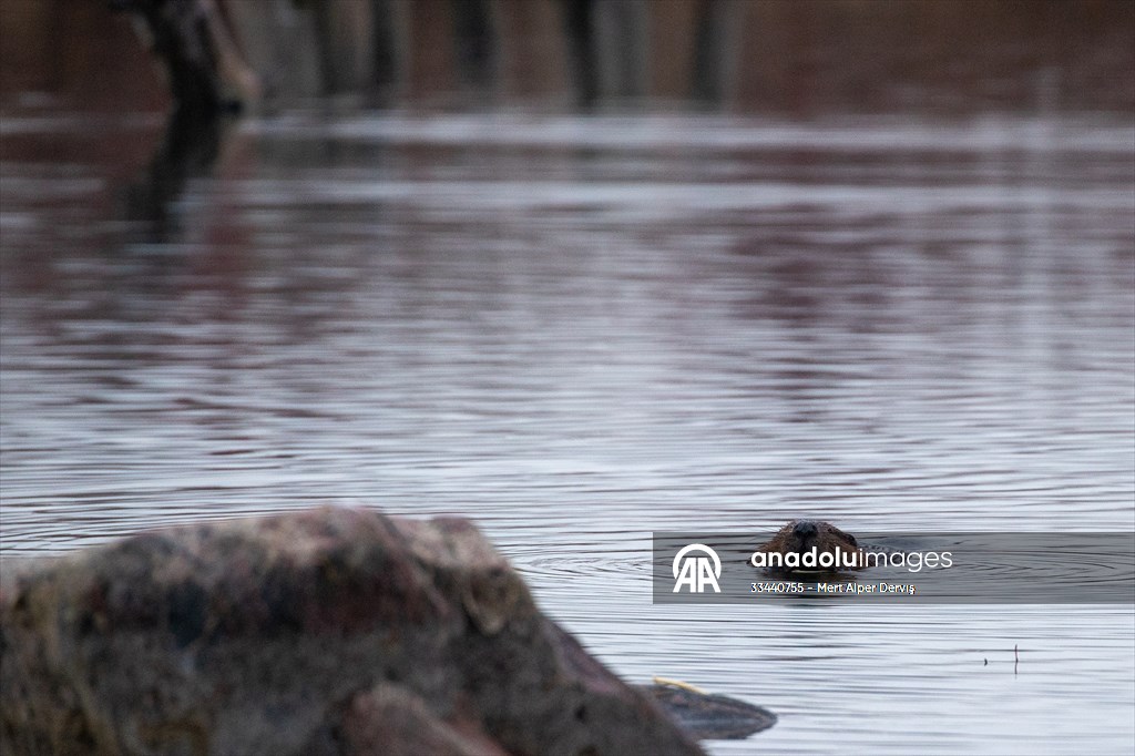 Tommy Thompson Park in Toronto