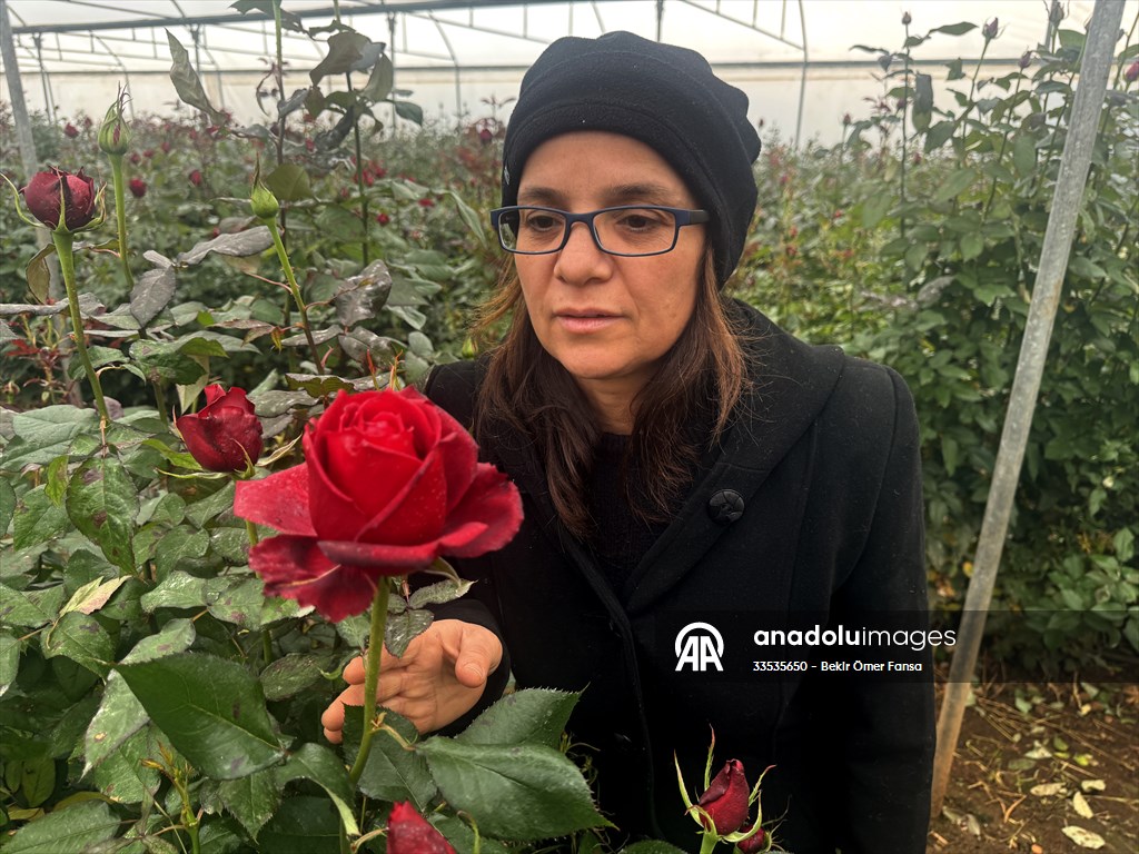 Ziraat mühendisi kadın devlet desteğiyle gül üreticisi oldu
