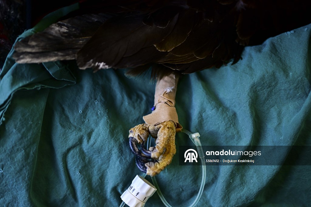 Bitkin halde bulunan nesli tehlike altındaki ak kuyruklu kartal tedaviye alındı