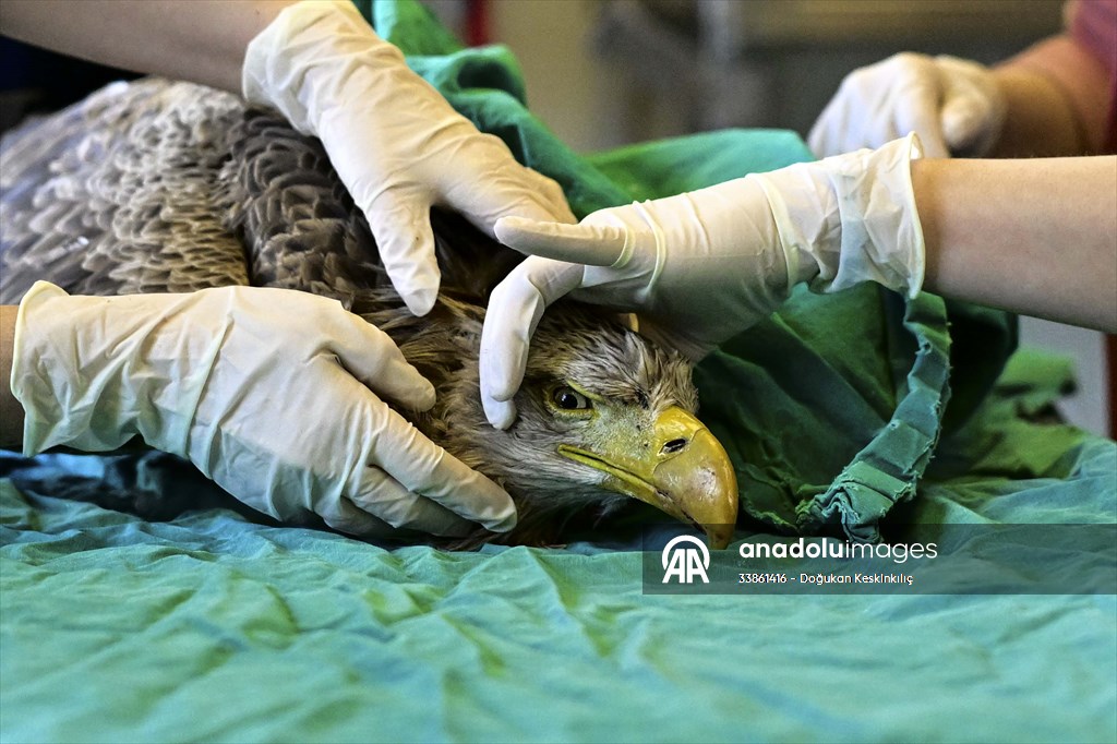 Bitkin halde bulunan nesli tehlike altındaki ak kuyruklu kartal tedaviye alındı