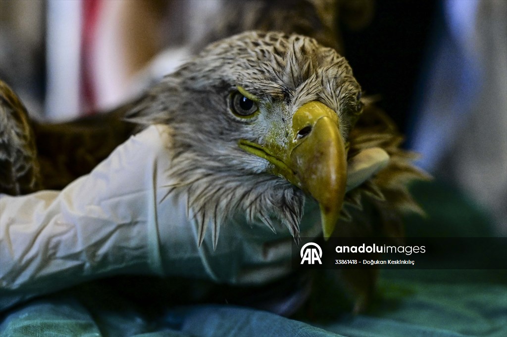 Bitkin halde bulunan nesli tehlike altındaki ak kuyruklu kartal tedaviye alındı