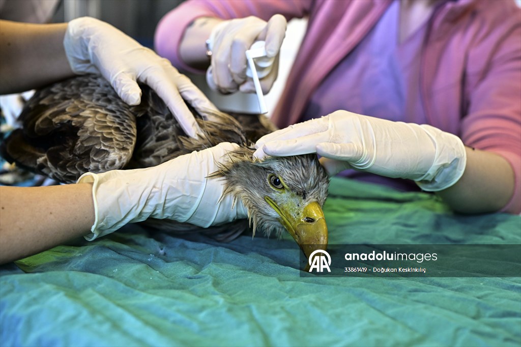 Bitkin halde bulunan nesli tehlike altındaki ak kuyruklu kartal tedaviye alındı