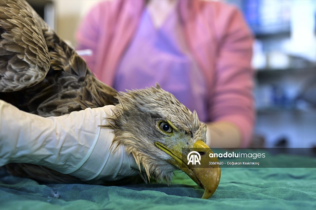 Bitkin halde bulunan nesli tehlike altındaki ak kuyruklu kartal tedaviye alındı