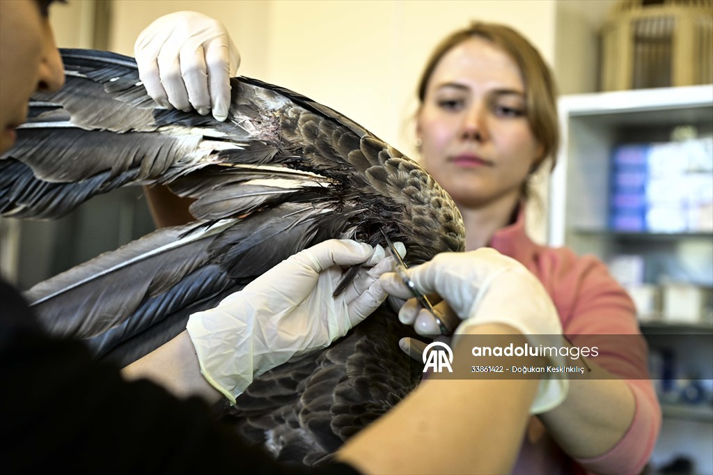 Bitkin halde bulunan nesli tehlike altındaki ak kuyruklu kartal tedaviye alındı