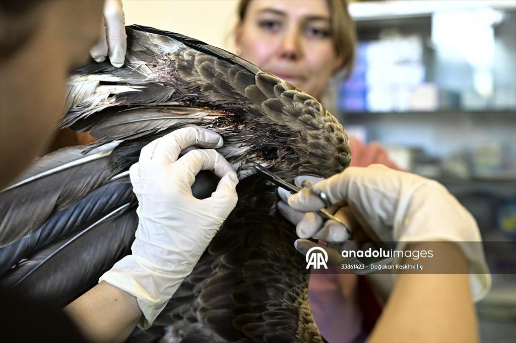 Bitkin halde bulunan nesli tehlike altındaki ak kuyruklu kartal tedaviye alındı