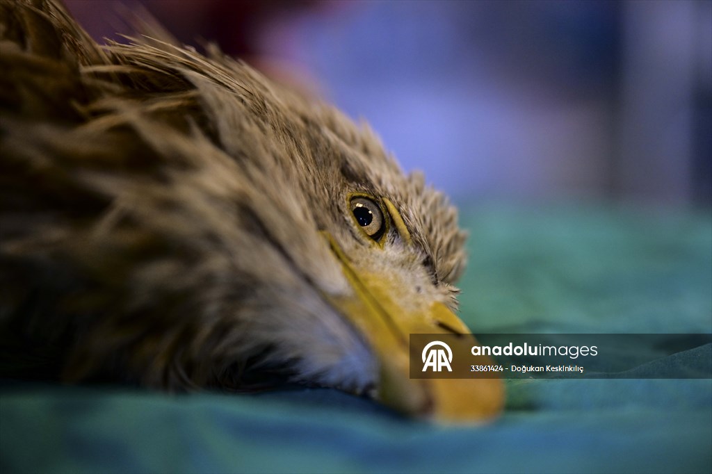 Bitkin halde bulunan nesli tehlike altındaki ak kuyruklu kartal tedaviye alındı