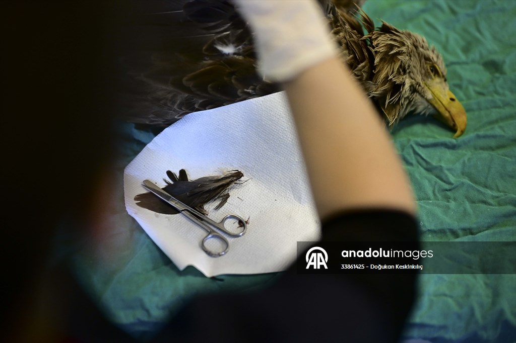 Bitkin halde bulunan nesli tehlike altındaki ak kuyruklu kartal tedaviye alındı