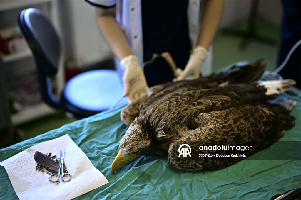 Bitkin halde bulunan nesli tehlike altındaki ak kuyruklu kartal tedaviye alındı