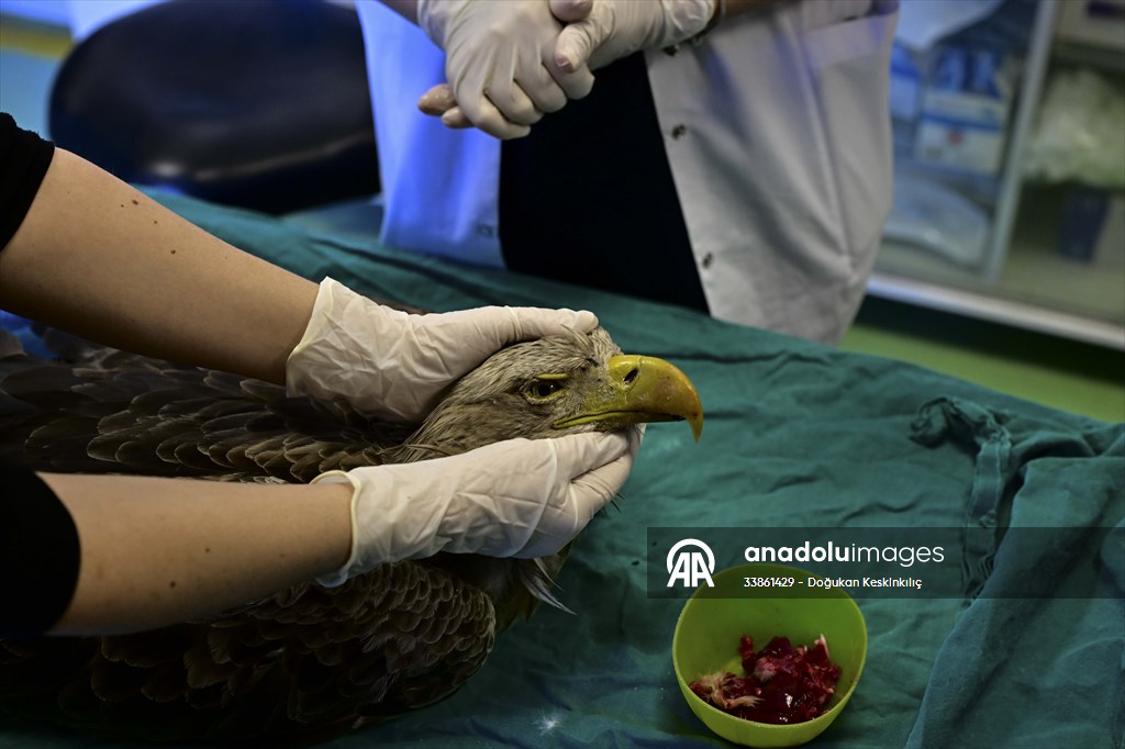Bitkin halde bulunan nesli tehlike altındaki ak kuyruklu kartal tedaviye alındı